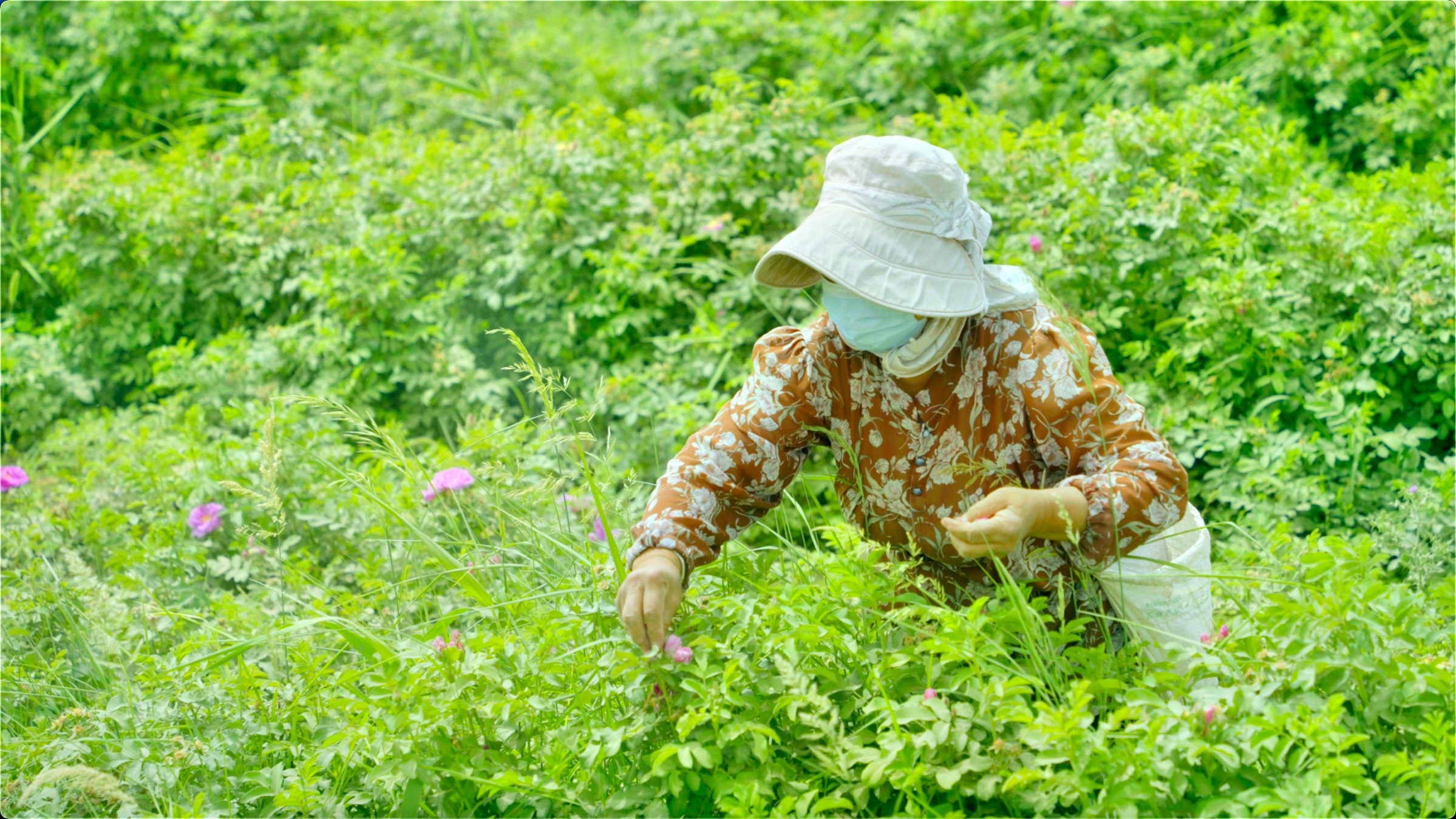 当地群众采摘玫瑰。人民网记者 
