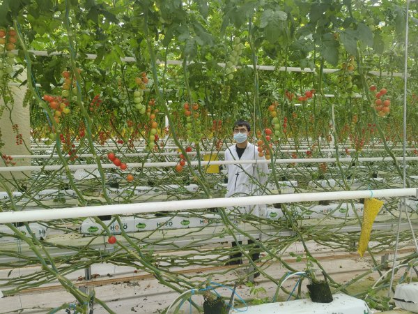 恒捷配资 阴山脚下的植物工厂 农牧产品科技加持直通京津冀